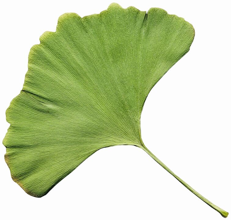 gingko biloba στο Insuvit για διαβήτη